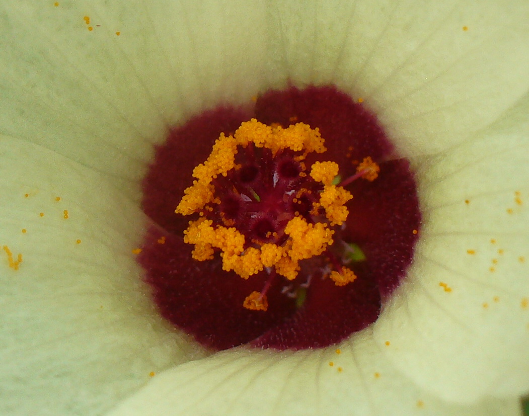 Изображение особи Hibiscus trionum.