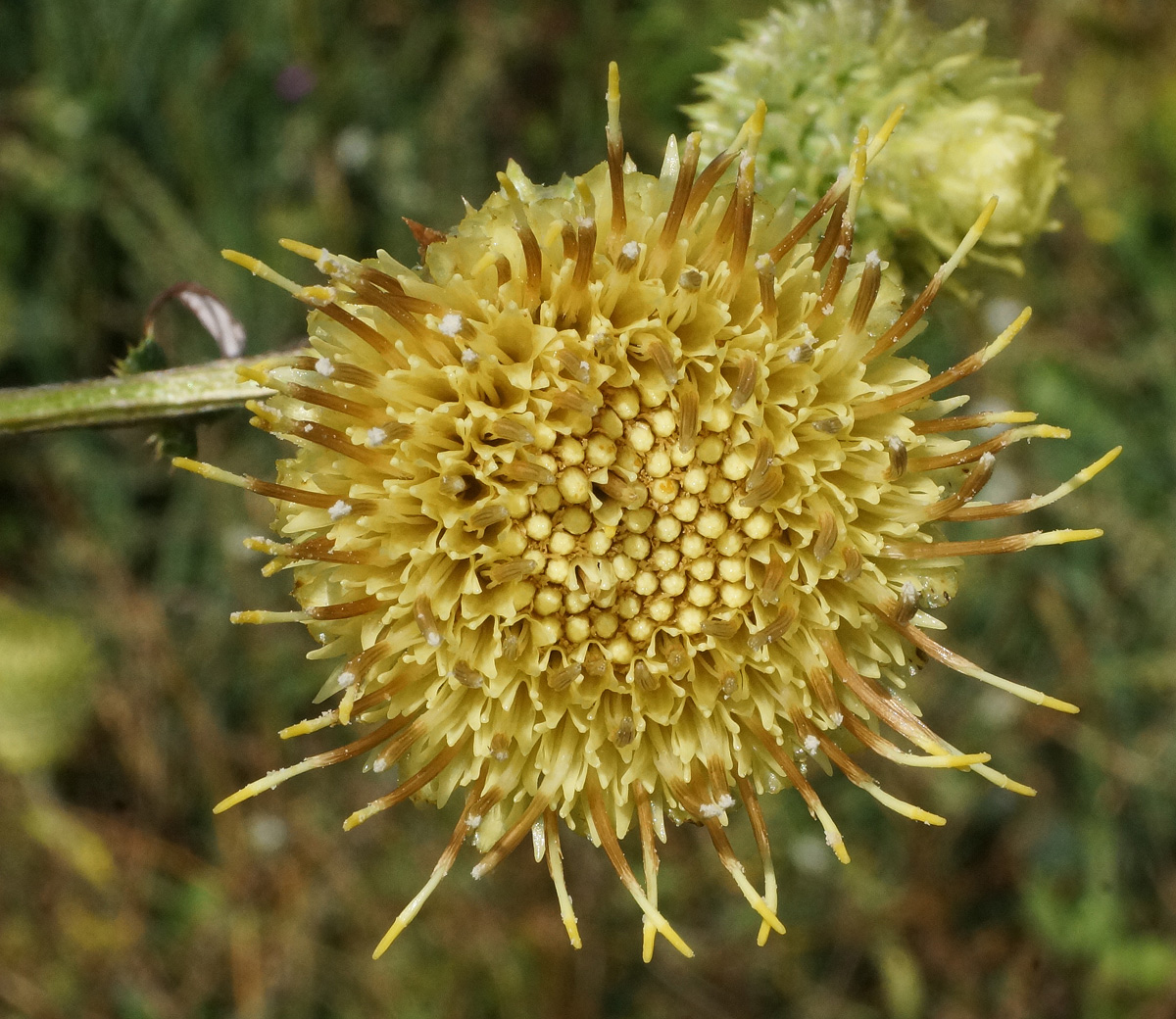 Image of Alfredia cernua specimen.