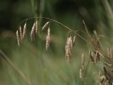 Bromus squarrosus. Вызревшее соплодие. Белгородская обл., пос. Борисовка, остепнённый склон у дендрария. 01.07.2009.