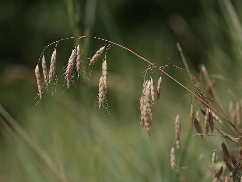 Изображение особи Bromus squarrosus.