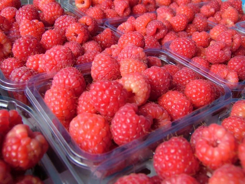 Image of Rubus idaeus specimen.