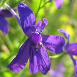 Delphinium consolida