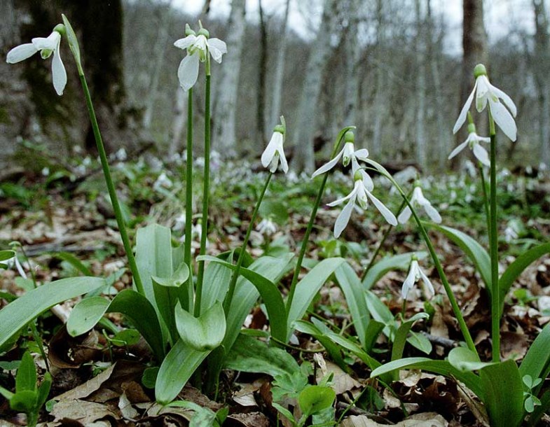 Image of Galanthus krasnovii specimen.