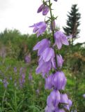 Campanula rapunculoides