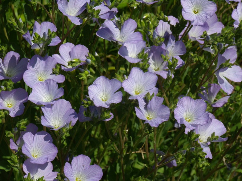 Изображение особи Linum hirsutum.