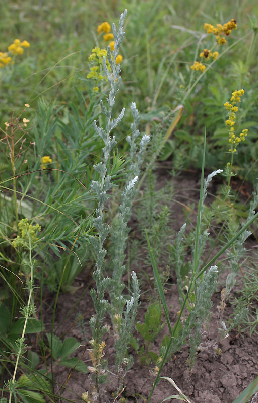 Image of Artemisia austriaca specimen.