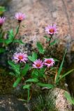 Aster sibiricus