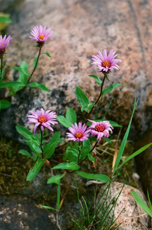 Image of Aster sibiricus specimen.