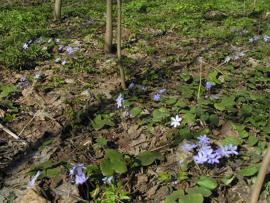 Изображение особи Hepatica nobilis.