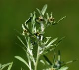 Gnaphalium uliginosum. Верхушка цветущего растения. Московская обл., Раменский р-н, окр. ж.-д. платформы Хрипань, просека под ЛЭП. 30.07.2015.