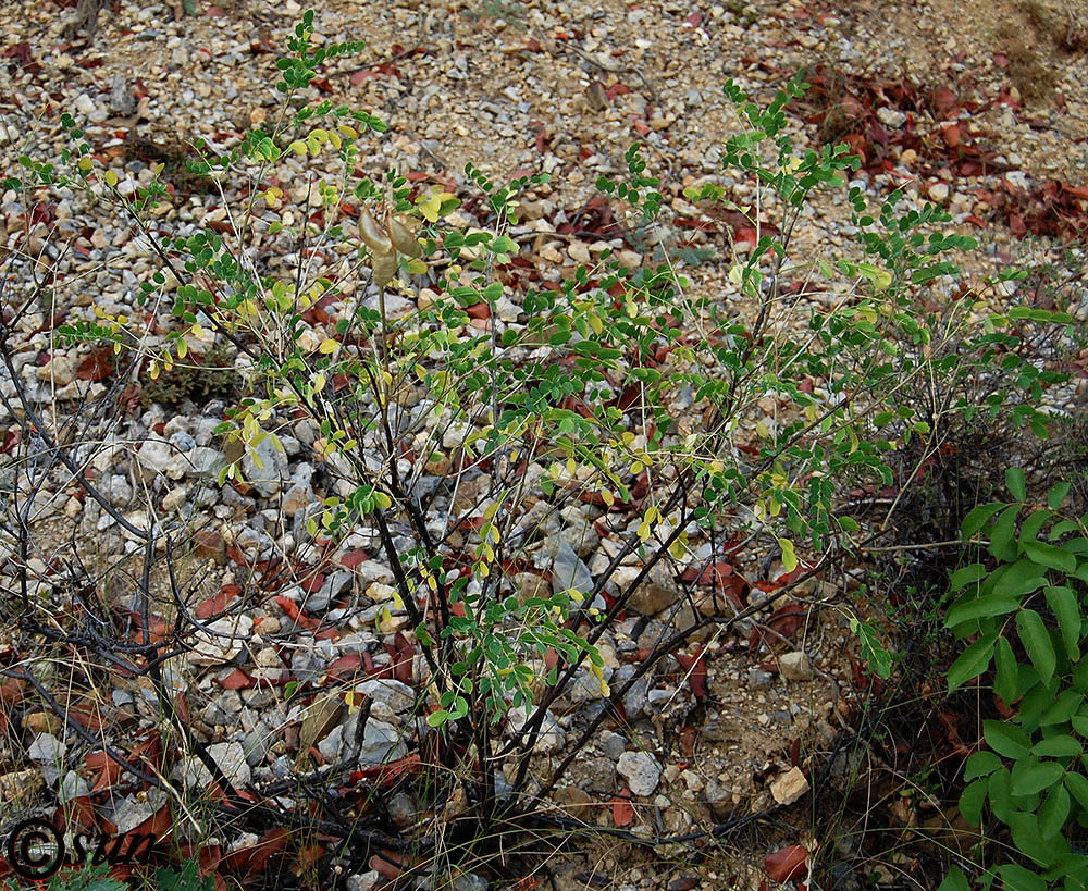 Image of Colutea cilicica specimen.