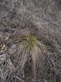 Carex humilis