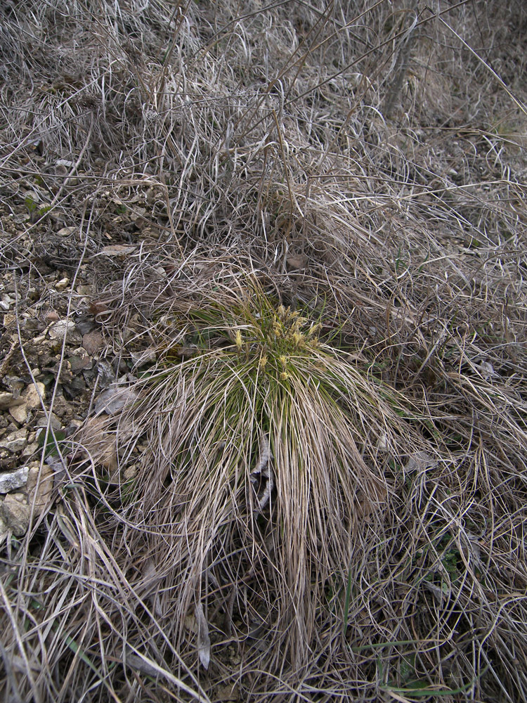 Изображение особи Carex humilis.