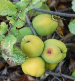 Chaenomeles japonica