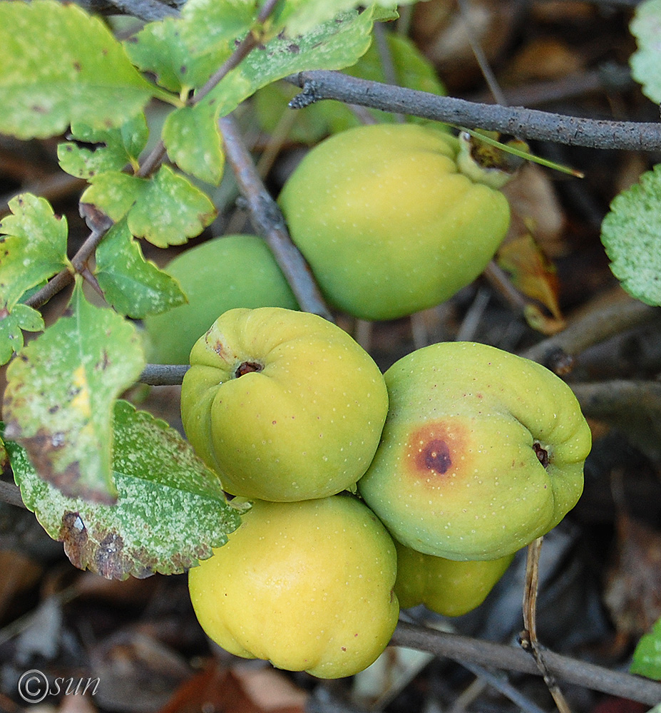 Image of Chaenomeles japonica specimen.