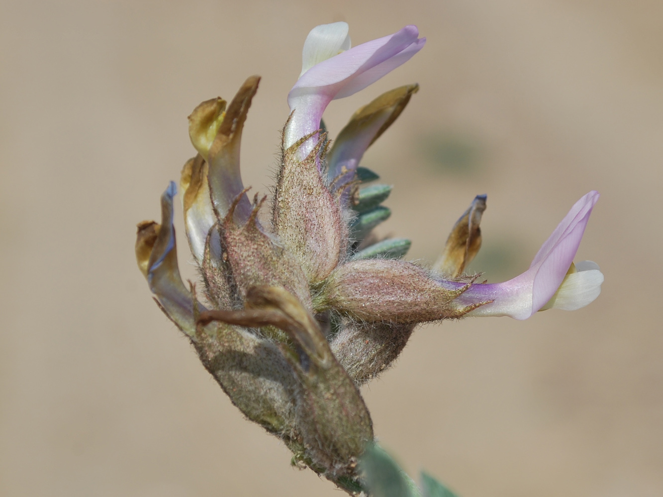 Изображение особи Astragalus ferganensis.