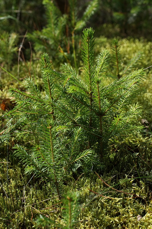 Изображение особи Picea abies.