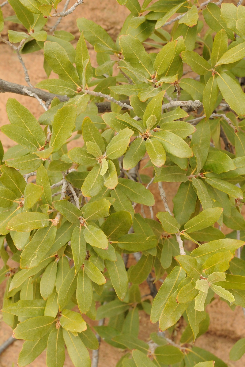 Image of Quercus arizonica specimen.