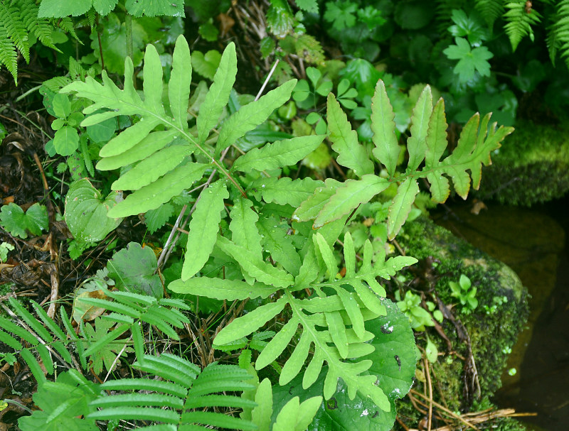 Image of Onoclea sensibilis specimen.