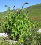 Delphinium flexuosum