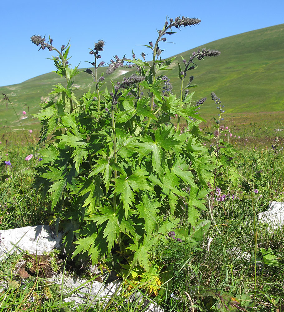 Image of Delphinium flexuosum specimen.