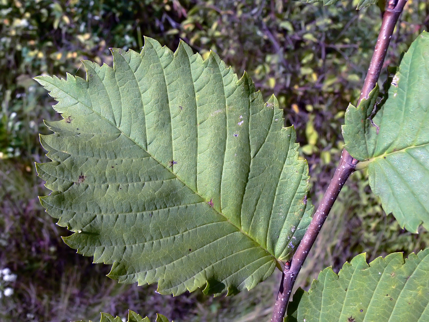 Изображение особи Ulmus laevis.