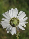 Tripleurospermum ambiguum