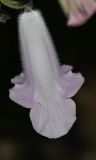 Ceratotheca triloba. Цветок. Израиль, Шарон, г. Тель-Авив, ботанический сад университета. 20.07.2015.
