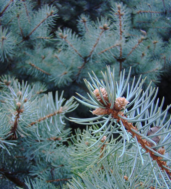 Image of Picea pungens f. glauca specimen.