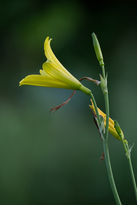 Image of Hemerocallis minor specimen.