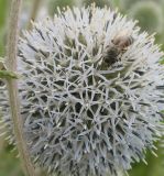 Echinops sphaerocephalus