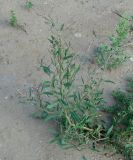 род Atriplex