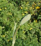 Ferula songarica