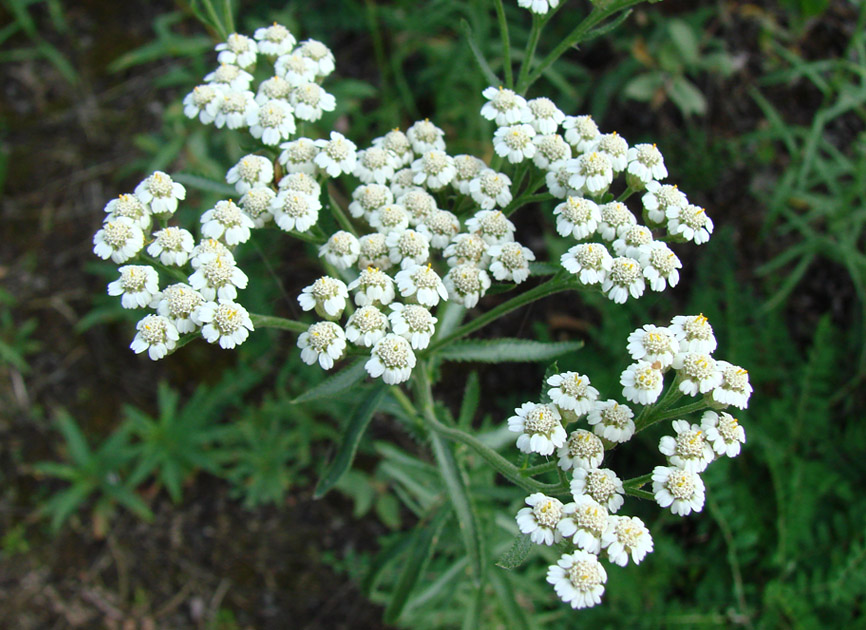 Image of Achillea alpina specimen.