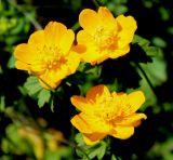 Trollius dschungaricus