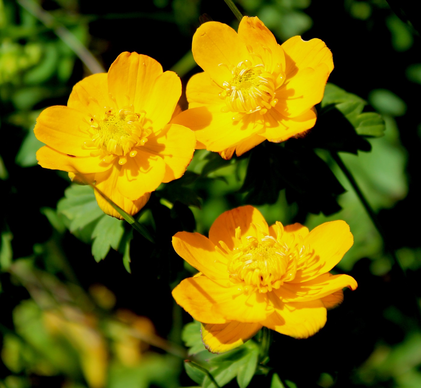 Изображение особи Trollius dschungaricus.