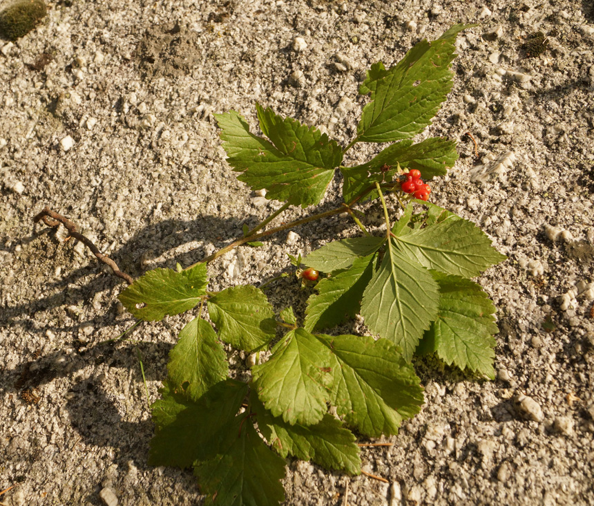 Изображение особи Rubus saxatilis.