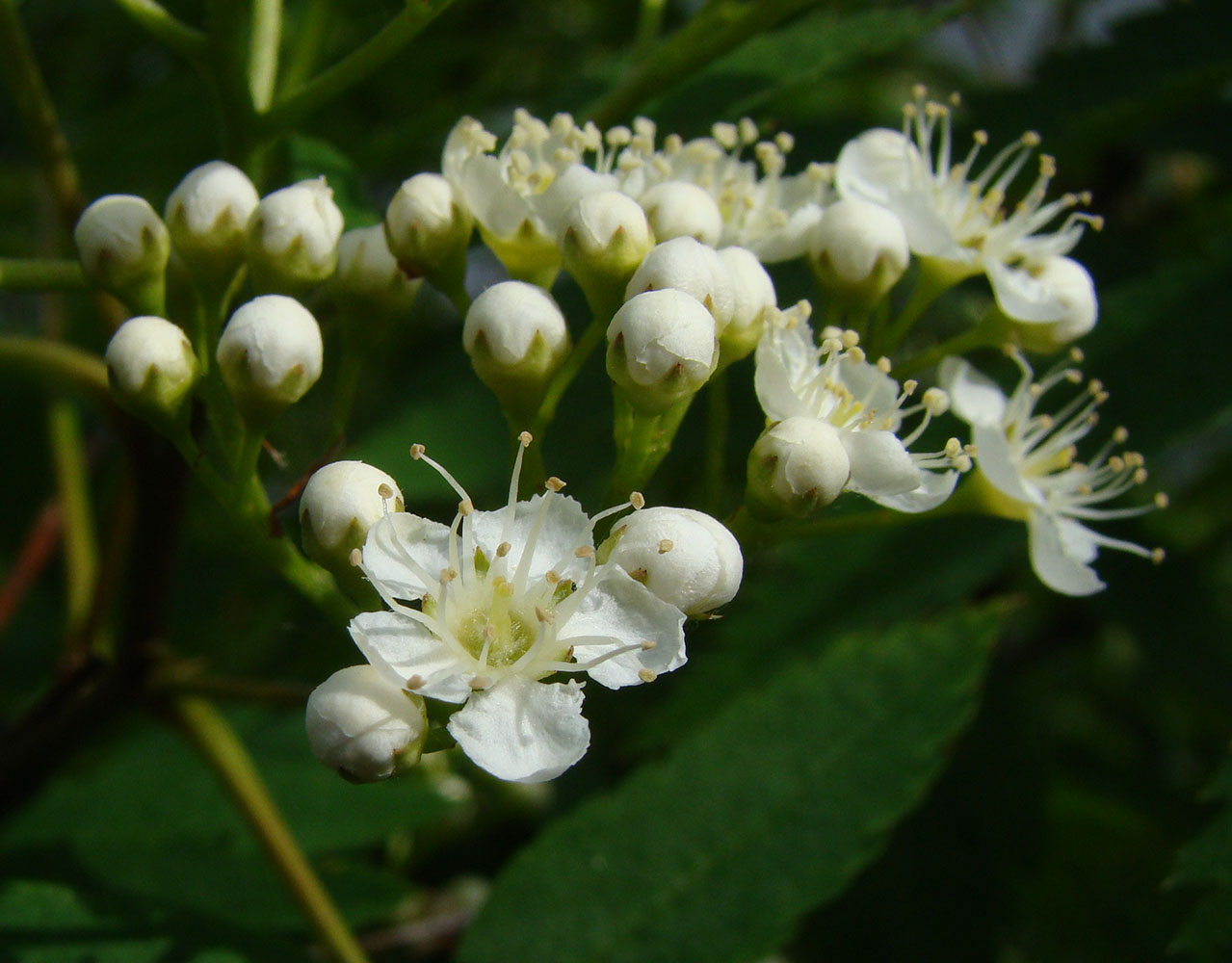 Image of Sorbus sibirica specimen.