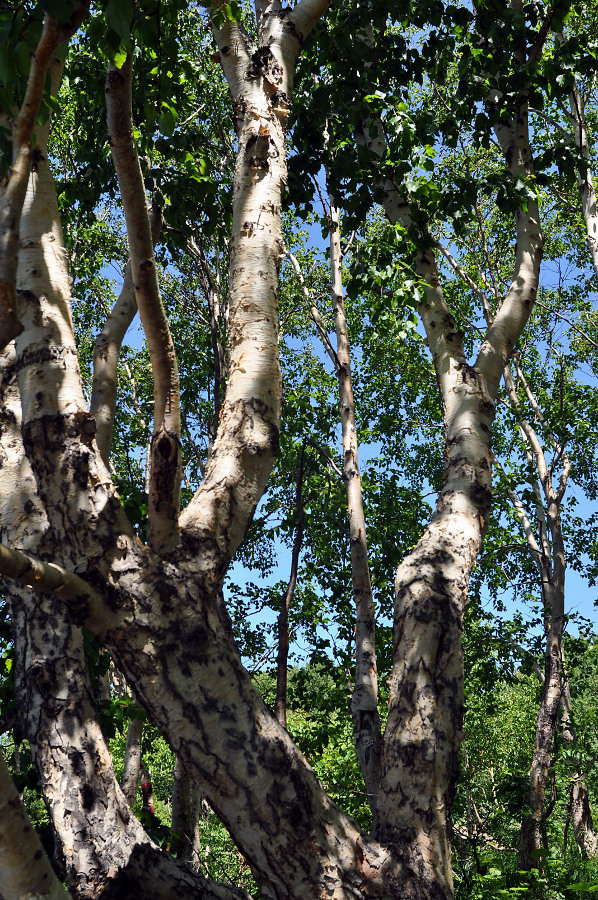 Изображение особи Betula ermanii.