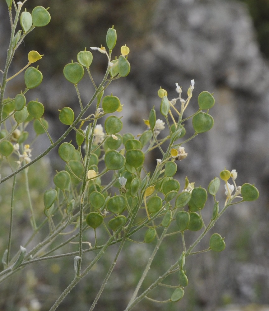 Изображение особи Aurinia saxatilis.