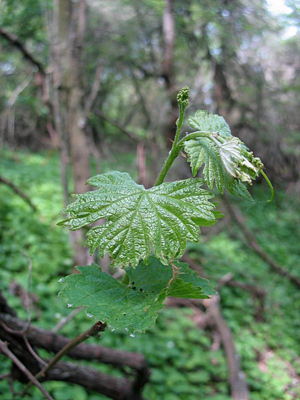 Изображение особи Vitis gmelinii.