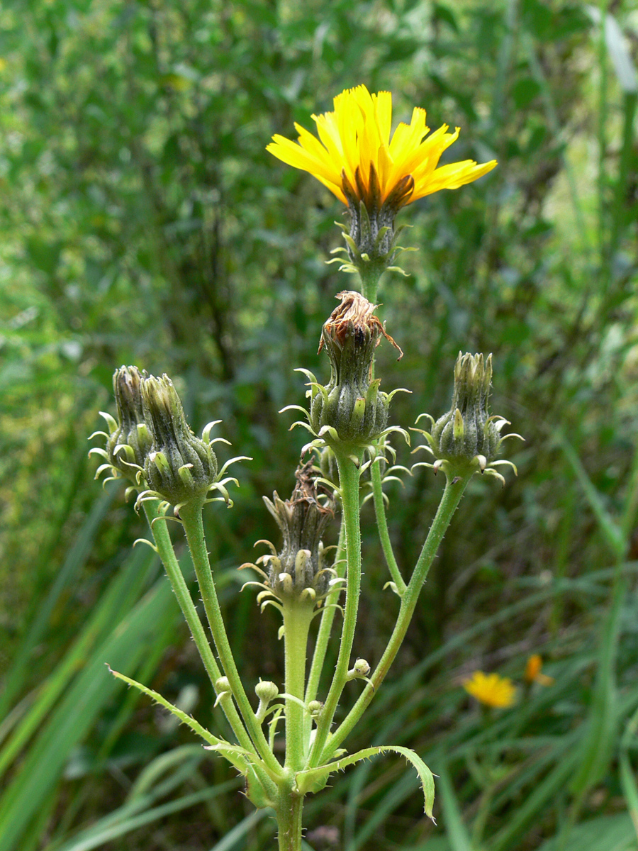 Image of Picris hieracioides specimen.