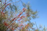 Hakea orthorrhyncha