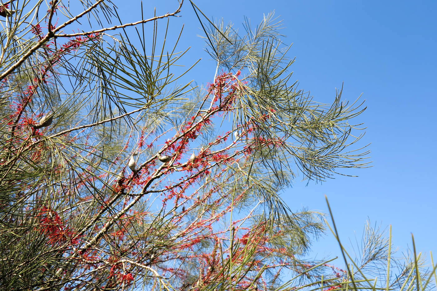 Image of Hakea orthorrhyncha specimen.