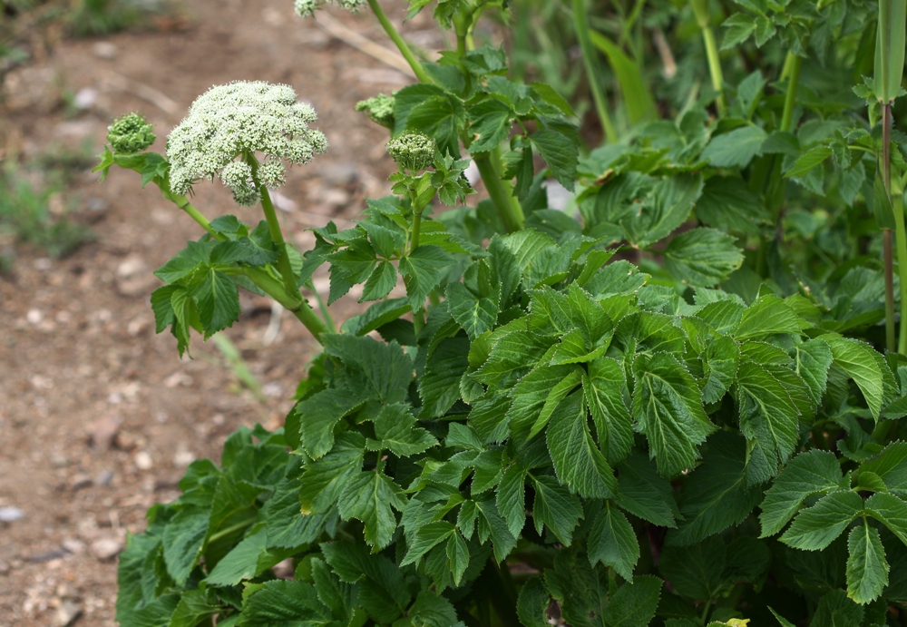 Image of Coelopleurum gmelinii specimen.