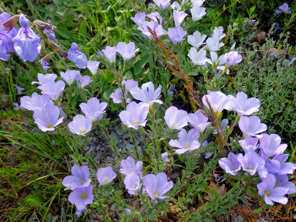 Image of Linum lanuginosum specimen.