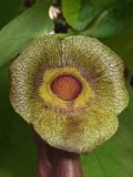 Aristolochia macrophylla