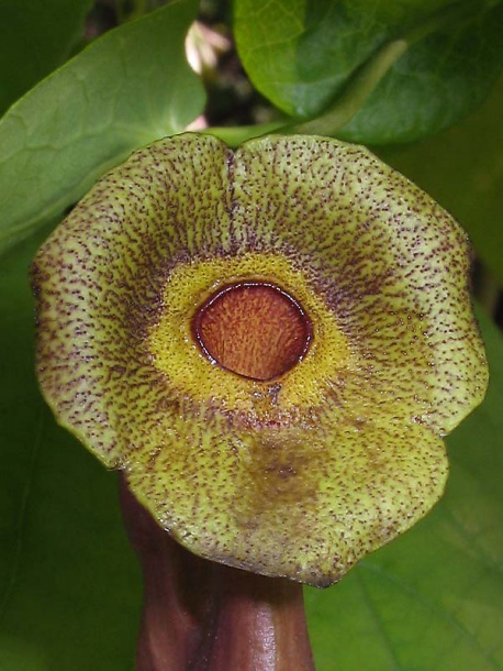 Image of Aristolochia macrophylla specimen.