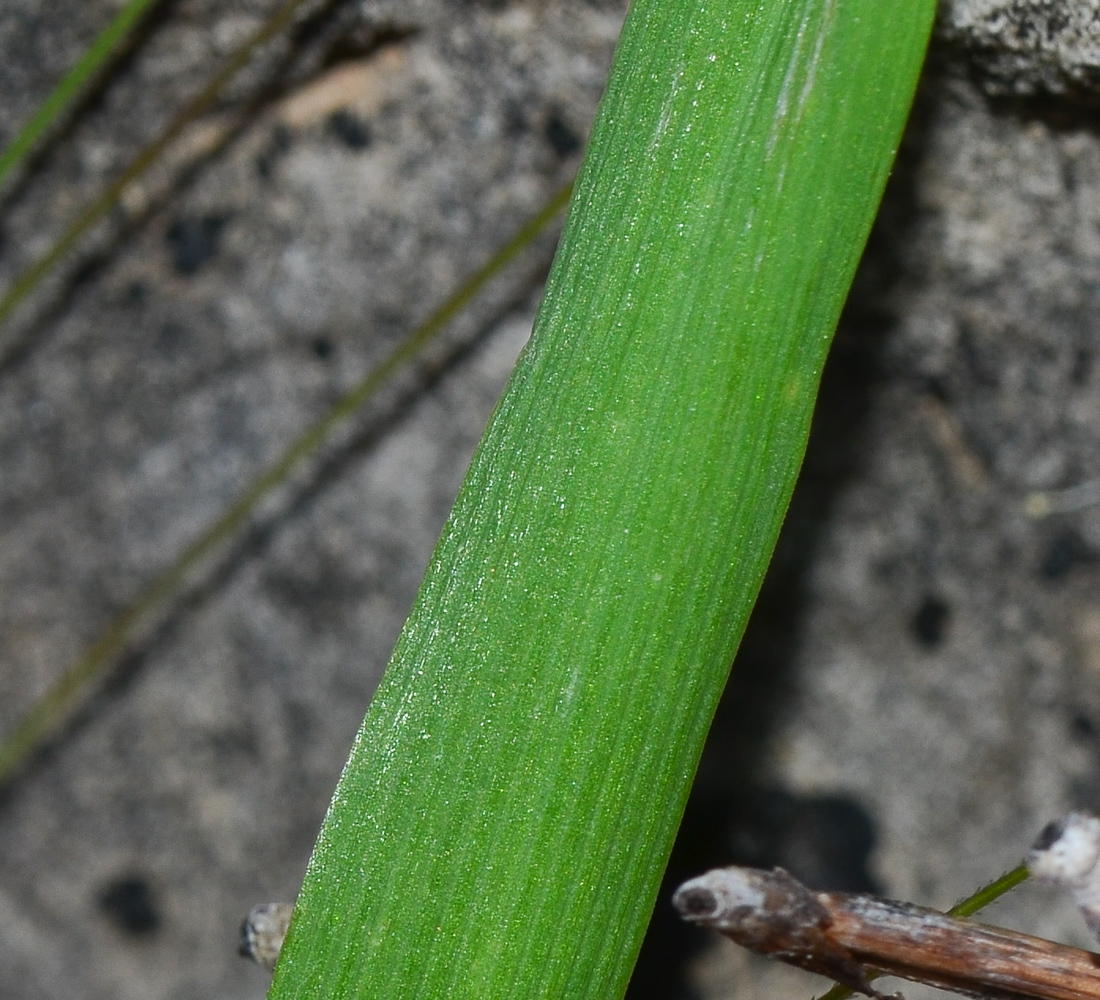 Image of Briza maxima specimen.