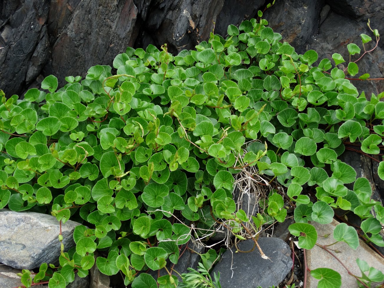 Image of Calystegia soldanella specimen.